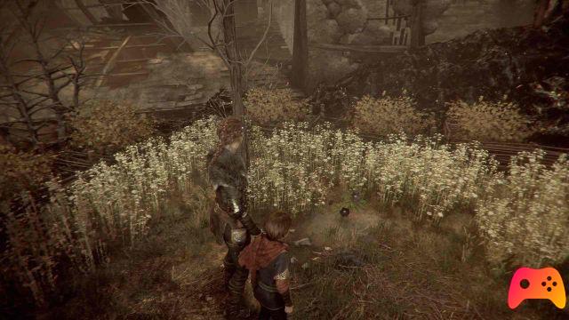 A Plague Tale: Innocence - Las flores del herbario de Hugo