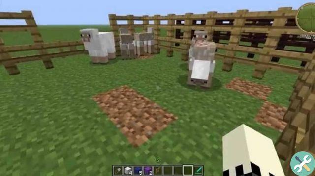 What do llamas, sheep, turtles, cows, pigs, dolphins, polar bears and other animals eat in Minecraft?